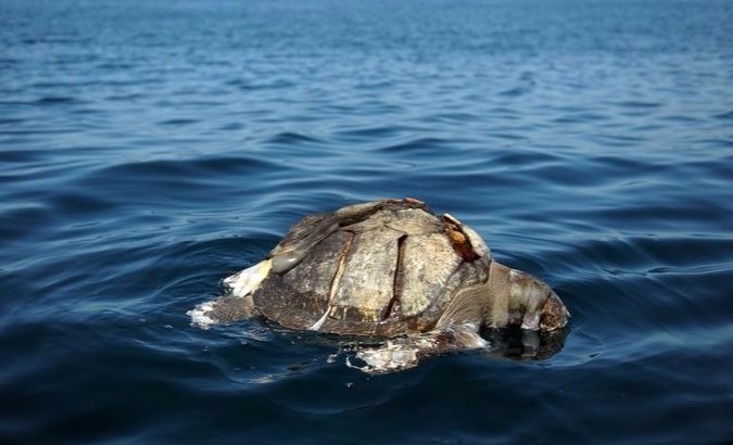 Major sea turtle deaths occurred in both 2013 (200) and 2006 (120).