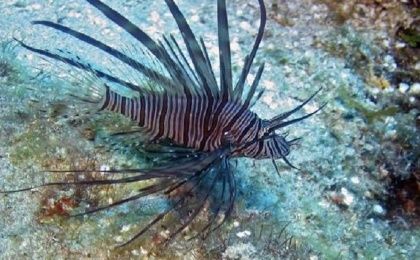 A lionfish is seen on the reefs off Roatan, Honduras in this picture taken May 5, 2010.