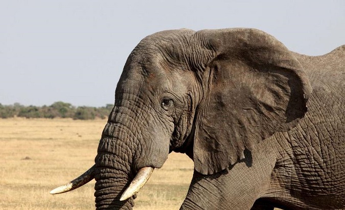 China Seizes 2,748 Elephant Tusks in Major Operation