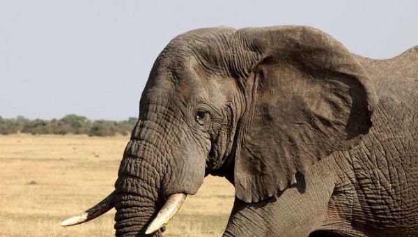 An elephant walks in Serengeti National Park in this August 18, 2012.