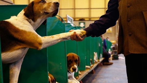 A dog and man shake hands at the Crufts Dog Show in 2013.