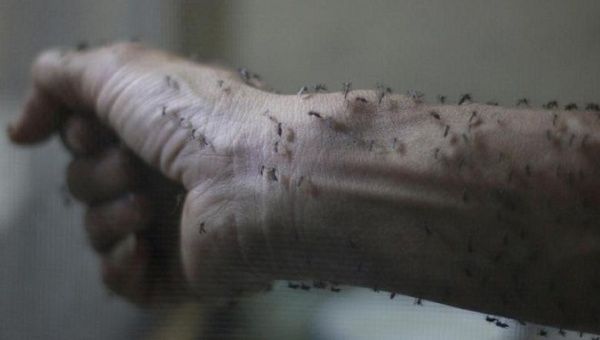 The forearm of a public health technician is seen covered with sterile female Aedes aegypti mosquitoes after leaving a recipient to cultivate larvae, in a research area to prevent the spread of Zika virus and other mosquito-borne diseases, at the entomology department of the Ministry of Public Health, in Guatemala City, January 26, 2016.