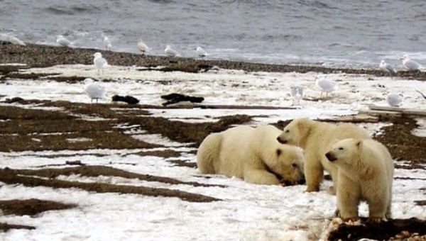 The 19.6-million acre refuge is home to polar bears, caribou, migratory birds and other wildlife
