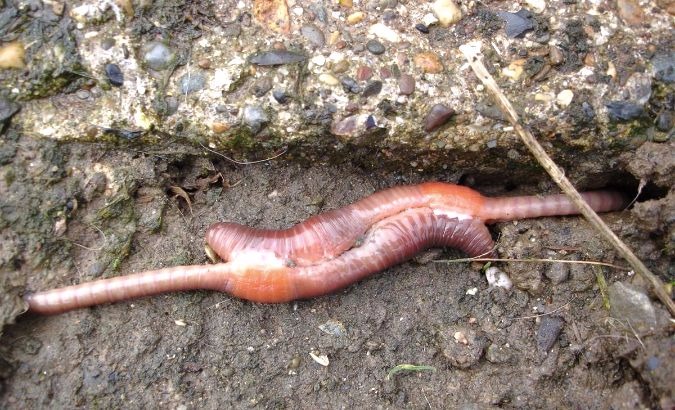 Earthworms copulatiing
