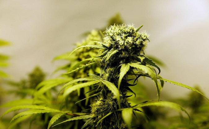 Marijuana plants are seen in an indoor marijuana plantation of a marijuana smokers club in the outskirts of Montevideo, Uruguay July 16, 2017.