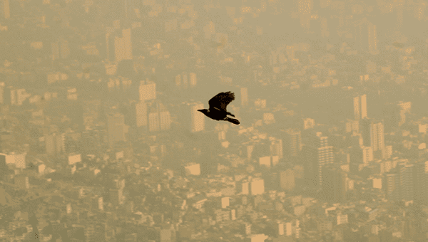A bird flies through the polluted sky of Tehran, Jan. 25, 2007. 