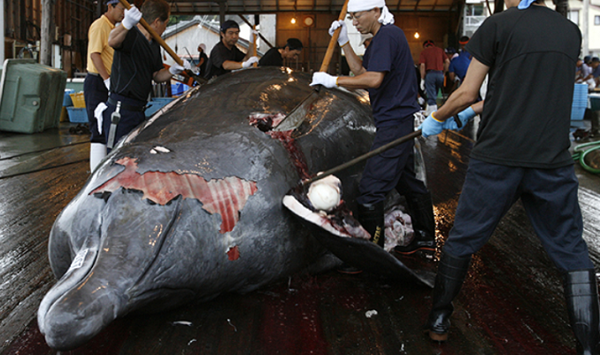 Workers butcher a Baird's Beaked whale at Wada port in Minamiboso, southeast of Tokyo, June 28, 2008.