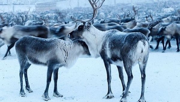 The judges said the mass killing of the animals is necessary for preserving Norway's fragile landscape.