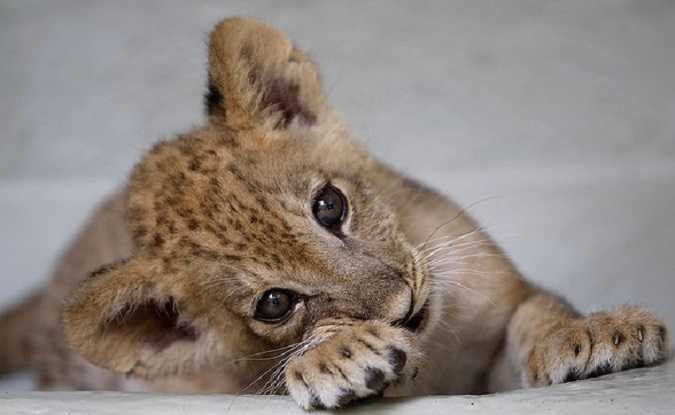 A two-month-old lion cub