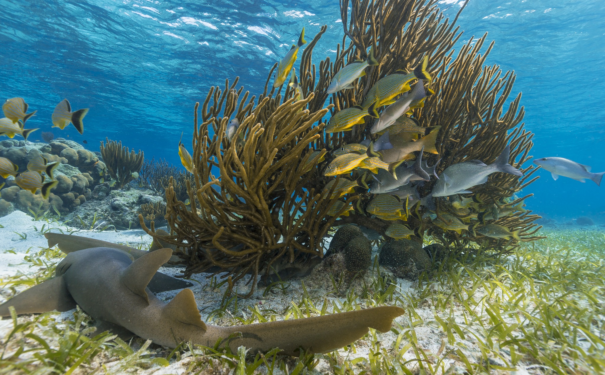 The Belize Barrier Reef is home to almost 1,400 species.