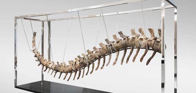 The four meters long and 180 kgs tail fragment belonged to the giant Atlasaurus.