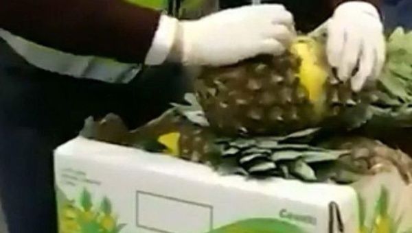 In 2014, a shipment of 2.5 tons of cocaine-filled pineapples were seized in Spain.
