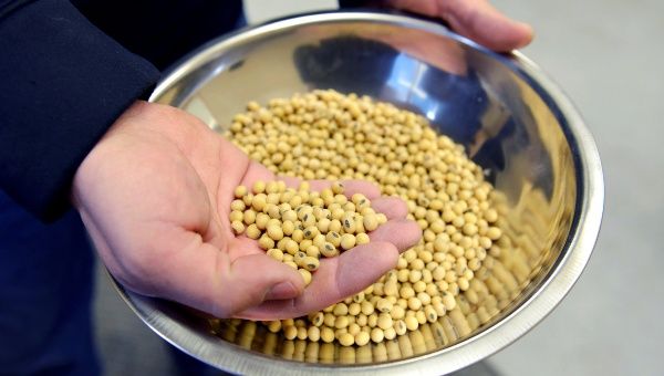 A sample of clean, processed soybeans at Peterson Farms Seed facility in Fargo, North Dakota, U.S., December 6, 2017. Photo taken December 6, 2017.