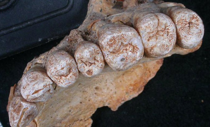 A close-up view of the teeth from jawbone human remains from Misliya Cave in Israel, the oldest remains of our species Homo sapiens found outside Africa.