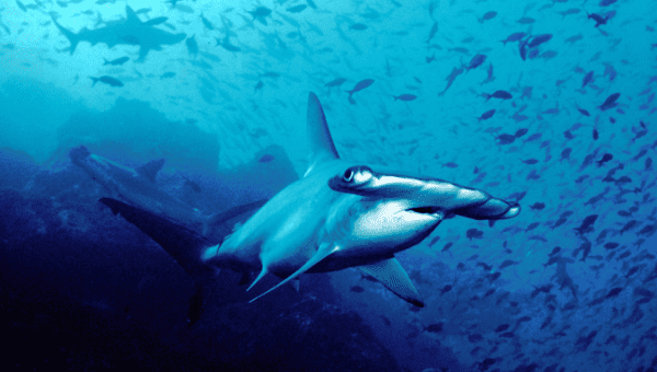 The hammerhead sharks grow as long as three meters (yards) and live for up to 50 years. 