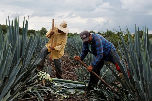 In the heartland of the tequila industry, in Mexico's state of Jalisco, a shortage of agave caused by demand from New York to Tokyo has producers worried.