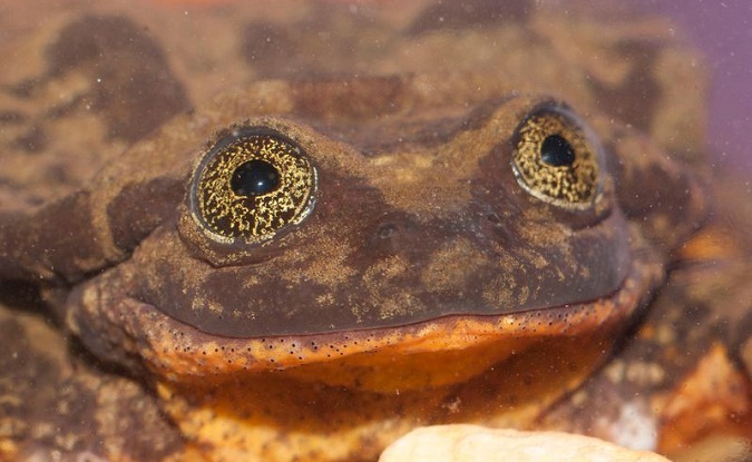 'Romeo,' the Sehuencas water frog, may be the last surviving member of his species.