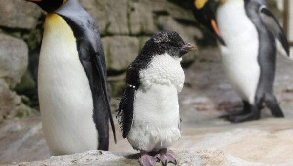 A king penguin, aged 11 months, is about to develop its adult plumage at Schoenbrunn Zoo in Vienna June 30, 2014. 