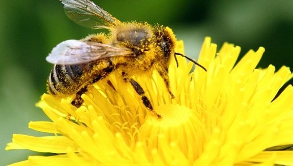 Bees help pollinate 90 percent of the world's major crops