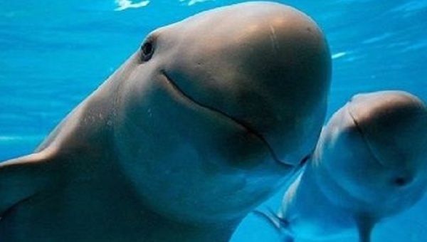 Environmentalists are demanding the United States stop buying shellfish from the Gulf of California, the porpoises' last natural habitat. 
