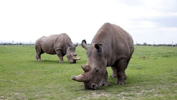 Najin (L) and her daughter Patu (R), the last northern white rhinos, at the Ol Pejeta Conservancy in Laikipia National Park, Kenya.