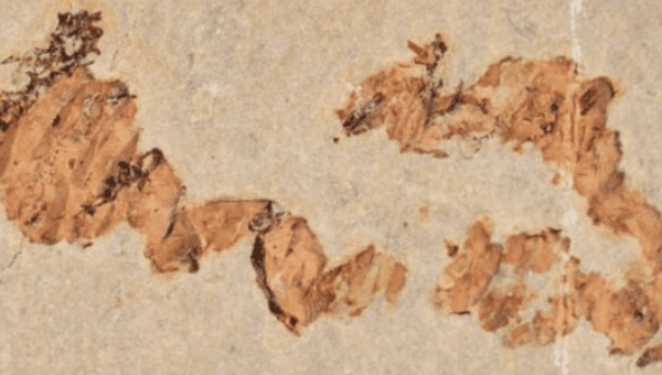 Coprolites – or fossilized feces – found by scientists in Las Hoyas near Cuenca, Spain.