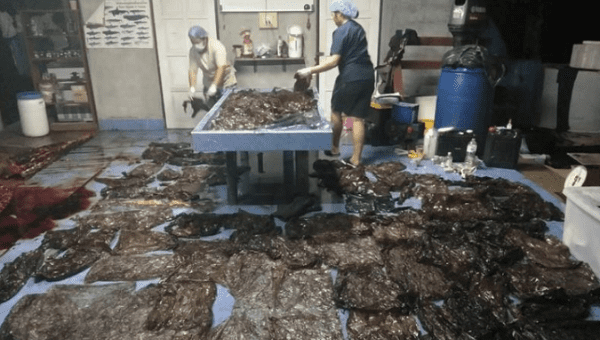 Up to 80 plastic bags extracted from within a whale are seen in Songkhla, Thailand, in this still image from a June 1, 2018 video footage by Thailand's Department of Marine and Coastal Resources. Thailand's Department of Marine and Coastal Resources