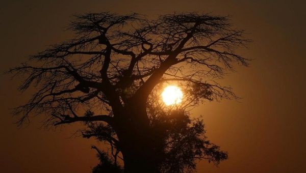 The sun rises behind a Baobab tree in the Okavango Delta, Botswana