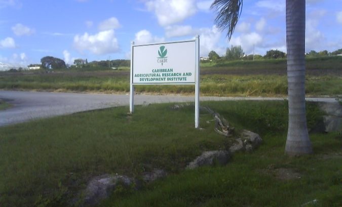 A test field at the Caribbean Agricultural Research and Development Institute in Trinidad and Tobago.