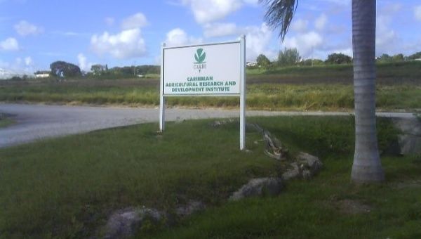 A test field at the Caribbean Agricultural Research and Development Institute in Trinidad and Tobago.
