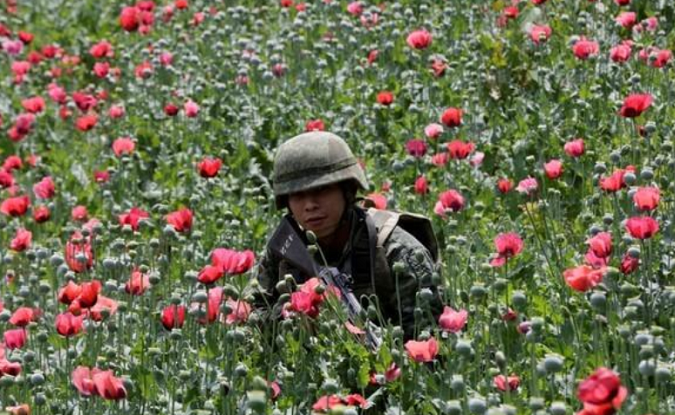 A soldier among poppy plants before a field is destroyed during a military operation in Coyuca de Catalan, Mexico, April 2017.