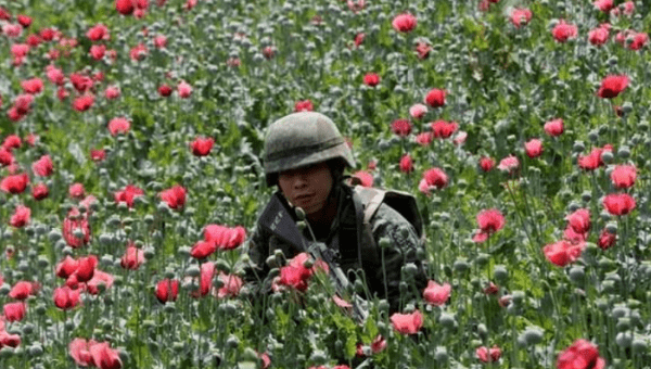 A soldier among poppy plants before a field is destroyed during a military operation in Coyuca de Catalan, Mexico, April 2017. 