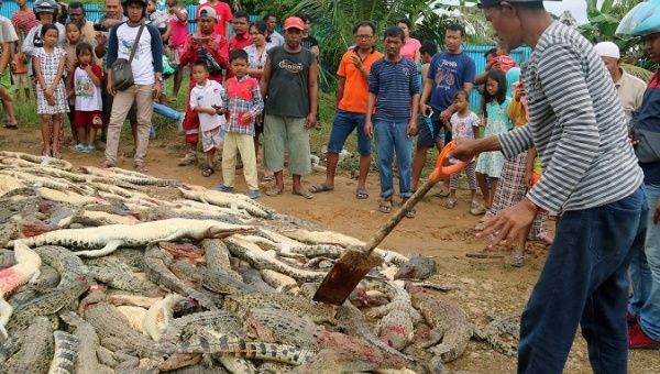 Almost 300 crocodiles killed by angry mob in a breeding farm in Indonesia.