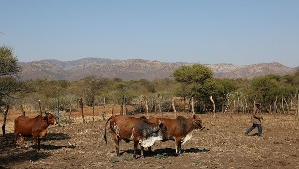 A villager tends to his cattle in Moruleng, a small mining community in Rustenburg, South Africa, August 2018.
