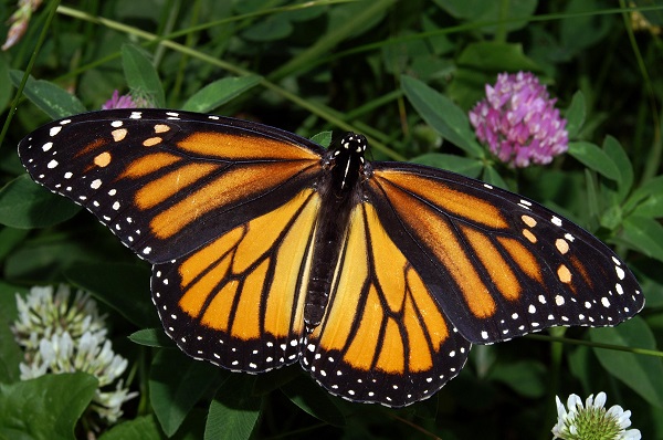 On the American continent, we have the sad declining numbers of the beautiful monarch butterfly (Danaus plexippus).
