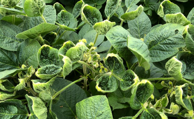 Soy leaves damaged by the weedkiller dicamba as part of research into whether the herbicide drifts, U.S., August 2, 2018.