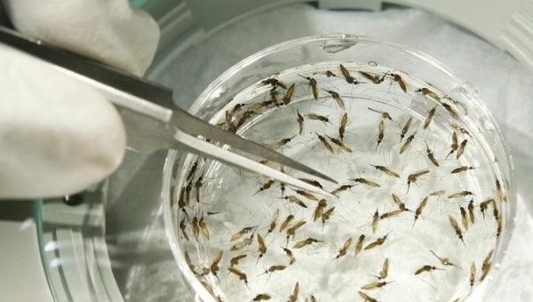 Malaria spreads when parasite-infected mosquitoes transmit the disease to humans. 