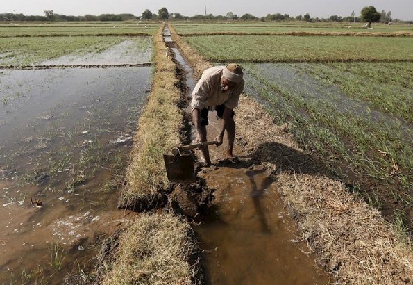A farmer channels water to irrigate his wheat field on the outskirts of Ahmedabad, India, Dec. 15, 2015.