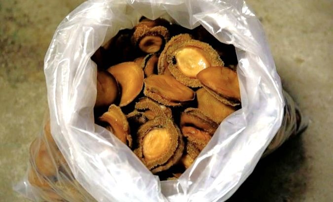 About 2,000 tons of abalone flesh is dried and smuggled abroad annually.