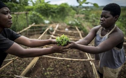  Women planting papaya seeds at a tree nursery in Rwanda: the soil is treated with the 