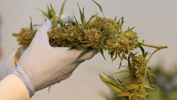 An employee sorts harvested cannabis buds.