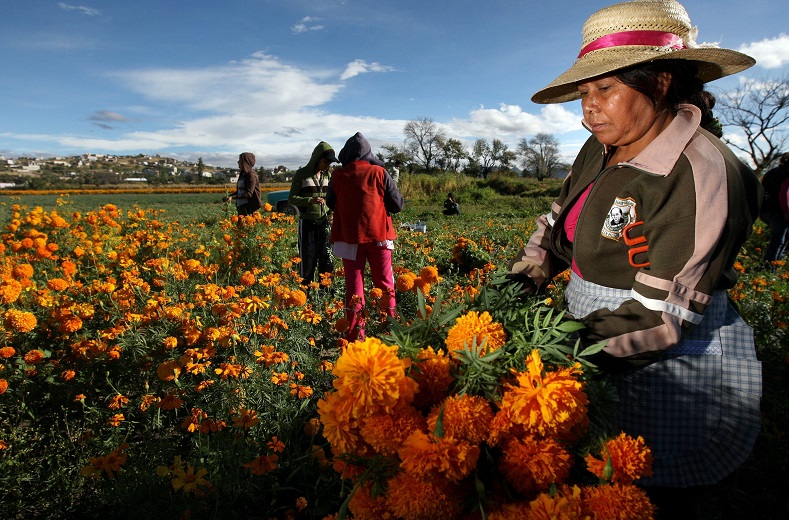 Campesinos in Mexico harvest cempazuchitl flowers known as the Mexican or Aztec marigold. The flowers are used to decorate the offerings left for the dead. 