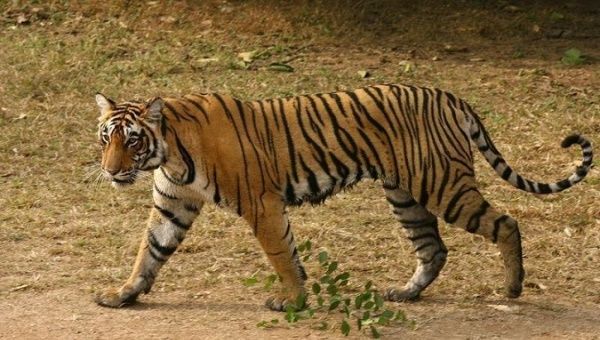 Nearly 40 tigers were killed in 2017, according to the non-profit Wildlife Protection Society of India.