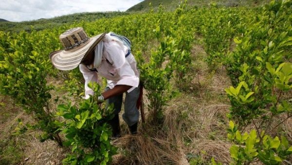 Farmers in Cauca have been exploited by drug traffickers for the production of coca.