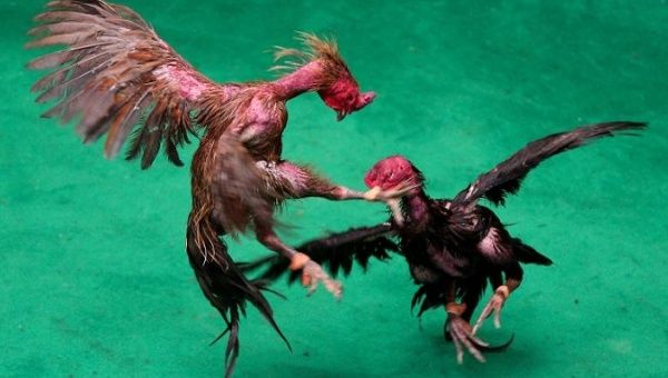 Cockfighting has grown in popularity since the early 1770’s when it was known as a “gentleman’s sport.