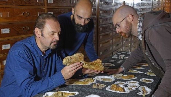 Cristiano Dal Sasso (L), Simone Maganuco (C) and Andrea Cau examine the bones of Saltriovenator zanellai. 