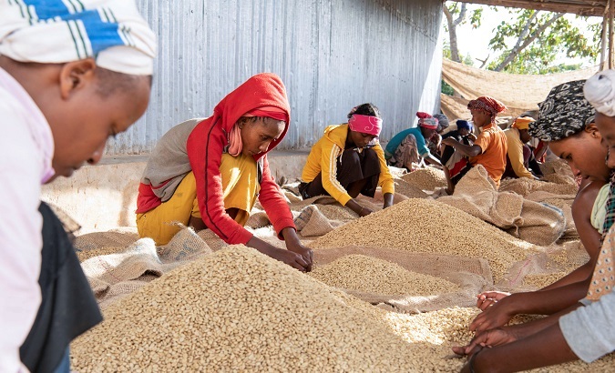 Women pick unwanted coffee beans from the final product just before packaging in Holiso cooperative of Shebedino district in Sidama, Ethiopia November 30, 2018