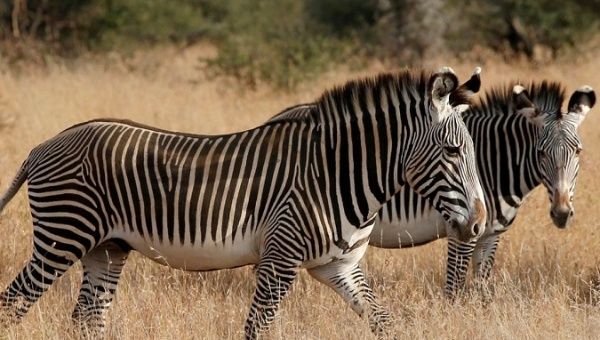 There were only 17 theories for why the zebras has stripes, now 18!