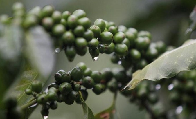 Africa and Madagascar are home to 75 of the world’s 124 wild coffee species.