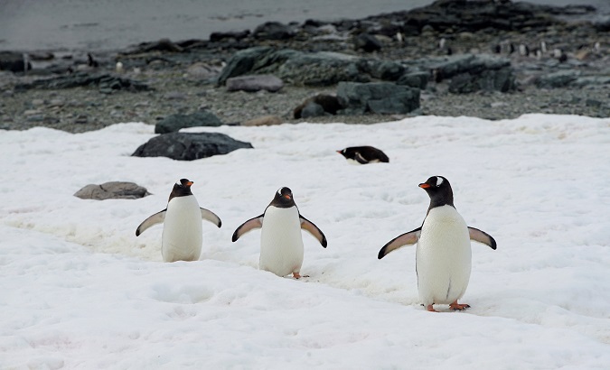 Penguins walk along a path in Antarctica, Feb. 14, 2018.